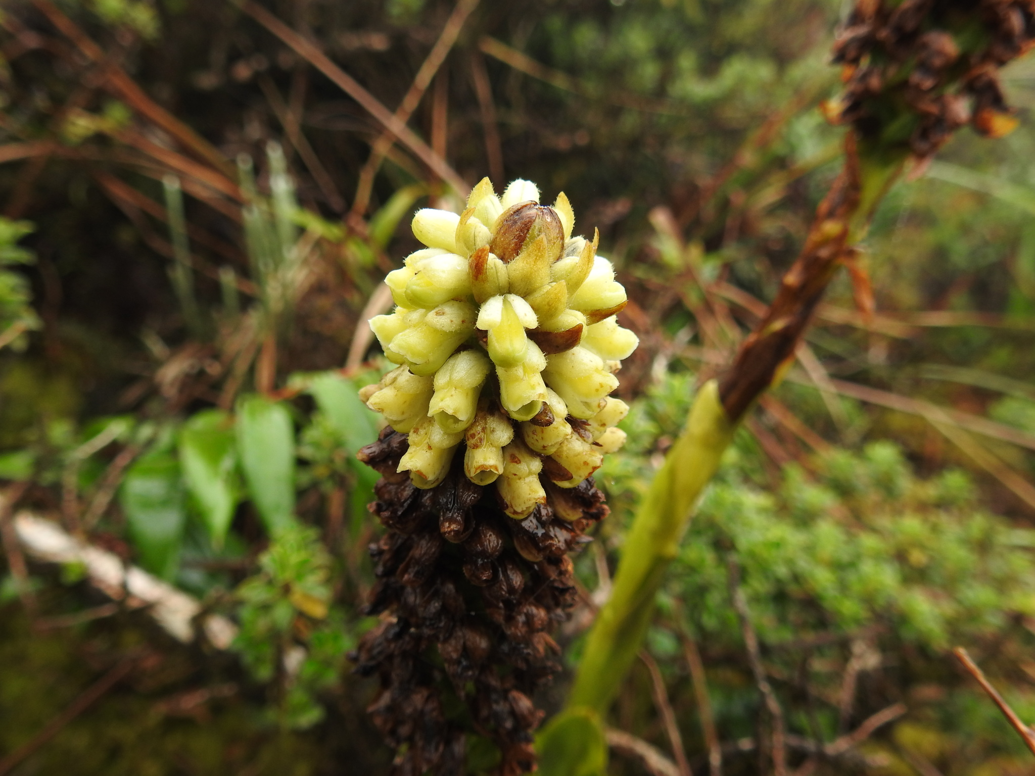 Gomphichis goodyeroides image