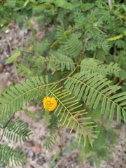 Vachellia aroma