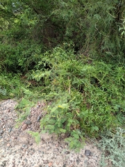 Vachellia aroma