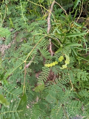 Vachellia aroma