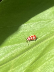 Omophoita sexnotata