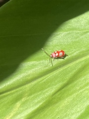Omophoita sexnotata