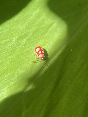 Omophoita sexnotata
