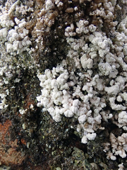 Stereocaulon corticatulum