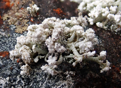 Stereocaulon corticatulum