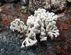 Stereocaulon corticatulum