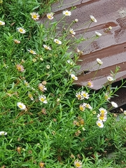 Erigeron karvinskianus