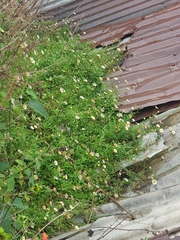 Erigeron karvinskianus