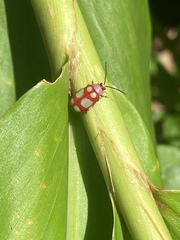 Omophoita sexnotata