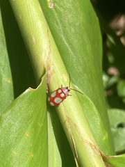 Omophoita sexnotata
