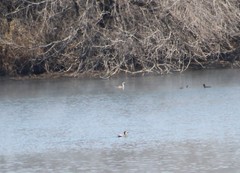 Aechmophorus clarkii