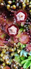 Drosera uniflora