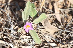 Solanum esuriale