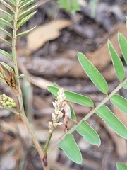 Indigofera brevidens