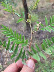Indigofera brevidens