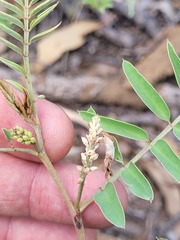 Indigofera brevidens