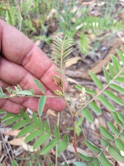Indigofera brevidens