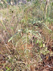 Indigofera brevidens