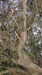 Olea europaea cerasiformis