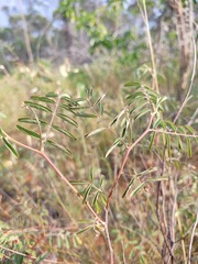 Indigofera brevidens