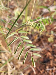 Indigofera brevidens