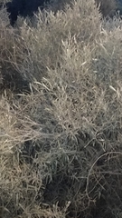 Olea europaea cerasiformis