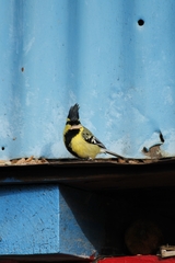 Machlolophus xanthogenys