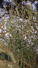 Olea europaea cerasiformis