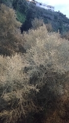 Olea europaea cerasiformis