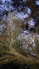 Olea europaea cerasiformis