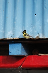 Machlolophus xanthogenys