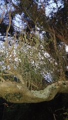 Olea europaea cerasiformis