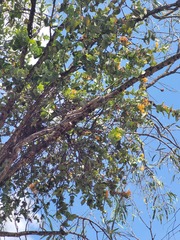 Dendrophthoe homoplastica