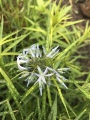 Amsonia tabernaemontana