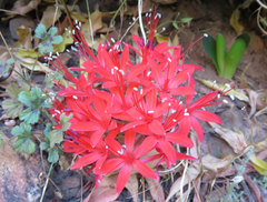 Brunsvigia marginata