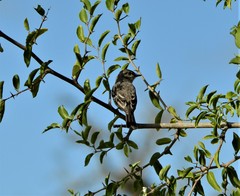 Pyrocephalus rubinus