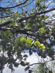 Dendrophthoe homoplastica