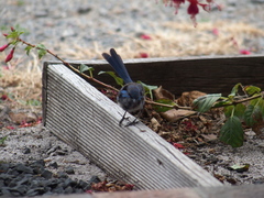 Malurus splendens splendens