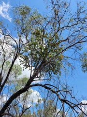 Dendrophthoe homoplastica