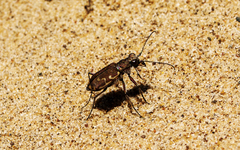 Cicindela repanda repanda
