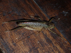 Schedocentrus