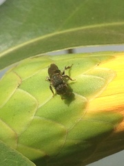 Nannotrigona testaceicornis