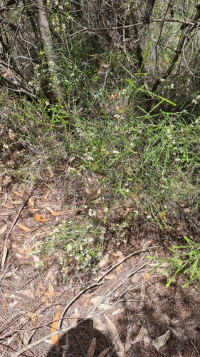Image of Baeckea brevifolia by (c) Petra Holland, some rights reserved (CC BY)