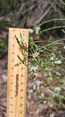 Baeckea brevifolia