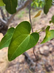Tinospora smilacina