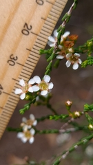 Baeckea brevifolia