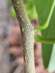 Tinospora smilacina