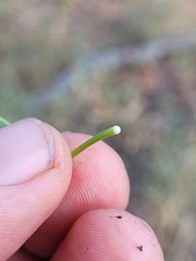 Tinospora smilacina