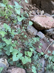 Phacelia lyonii