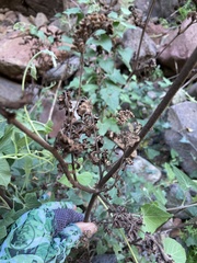 Phacelia lyonii